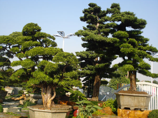 别墅庭院植物避坑指南：根据气候区选型，这些常见植物容易踩雷